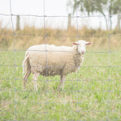 Onenigheid Verslaafde Bespreken Afrastering voor schapen | Giga Gaas