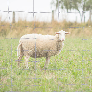 Afrastering voor schapen Giga Gaas