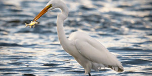 Vijver te beschermen tegen reigers