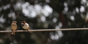 Je moestuin beschermen tegen vogels: 5 tips