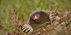 Mollengaas efficiënte en veilige bescherming