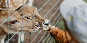 Handige tips voor het schoonmaken van je hekwerk