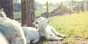 Hoe span je schapengaas: een simpel stappenplan