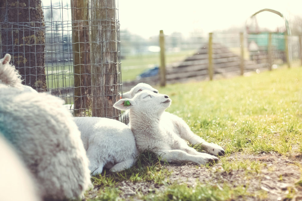 Hoe span je schapengaas: een simpel stappenplan