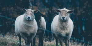Schapenhek plaatsen in 5 simpele stappen