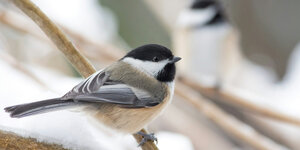 Maak je tuin winterklaar