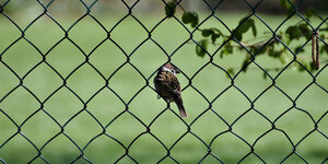 Hekwerk: stijlvol, duurzaam en groen