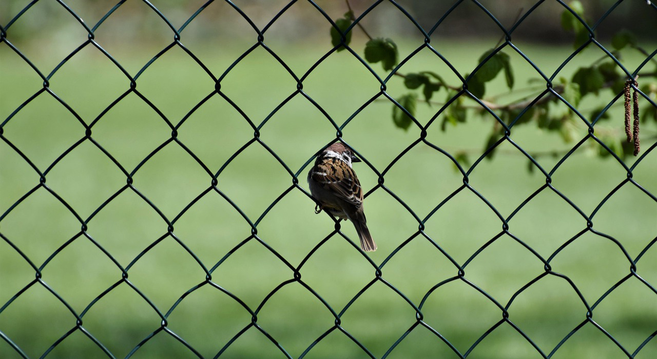 Hekwerk: stijlvol, duurzaam en groen