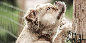 Hoe hoog moet een honden omheining zijn?