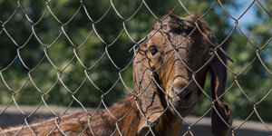 Dieren graven omheining
