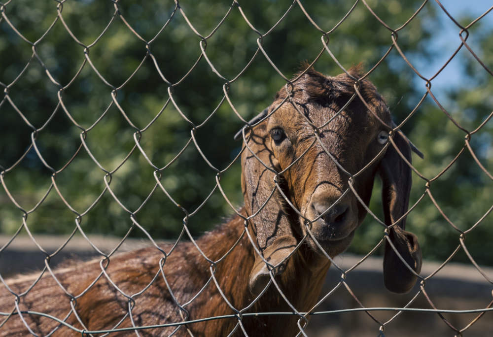 Dieren graven omheining