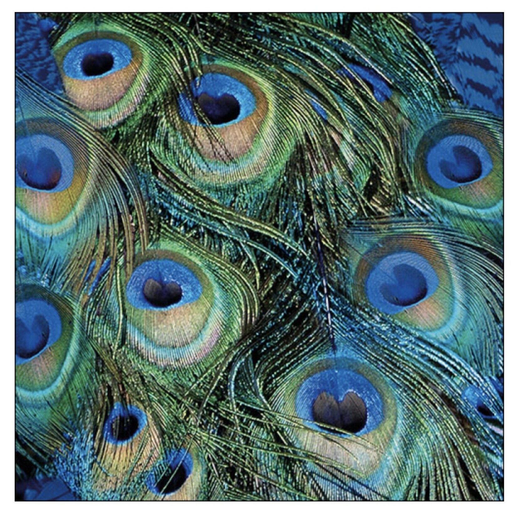 Serviettes en Papier Peacock Feathers