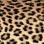 Serviettes en Papier Leopard Couture 33*33