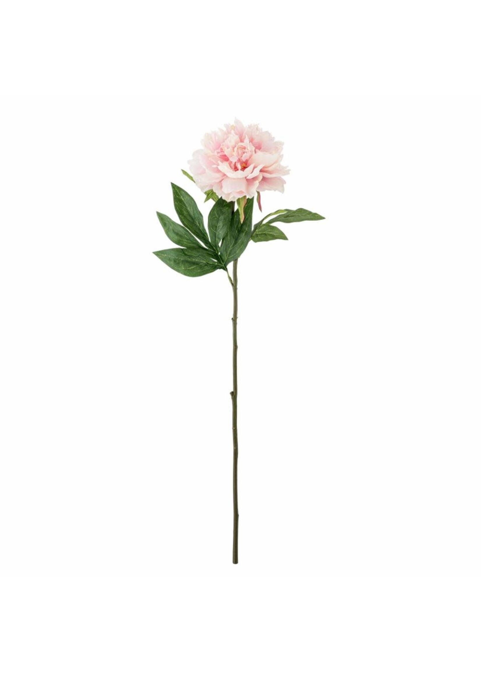 Bloomingville Pivoine
