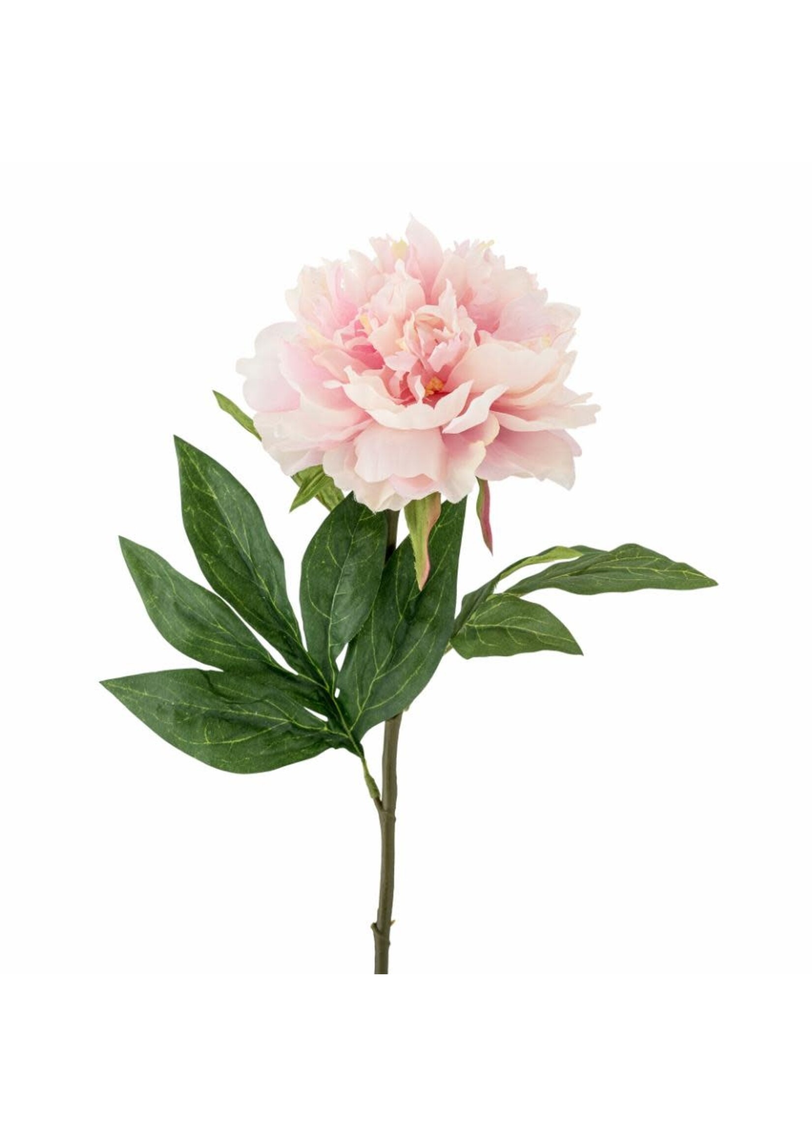 Bloomingville Pivoine
