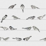 Serviettes en Papier Birds 25*25