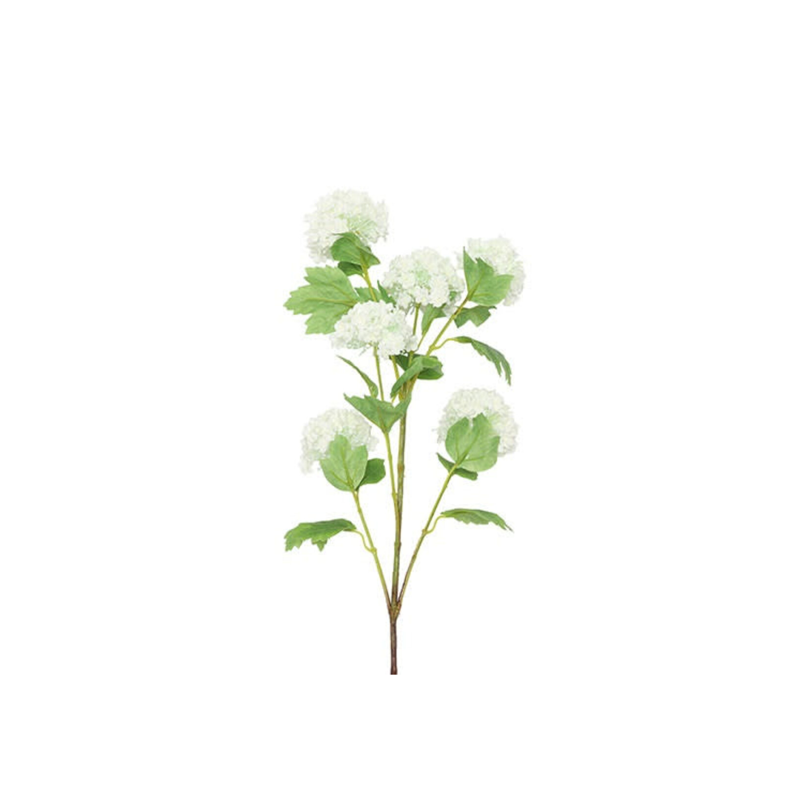 Décostar Opulus Viburnum Blanc