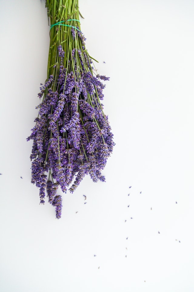 Lavendel