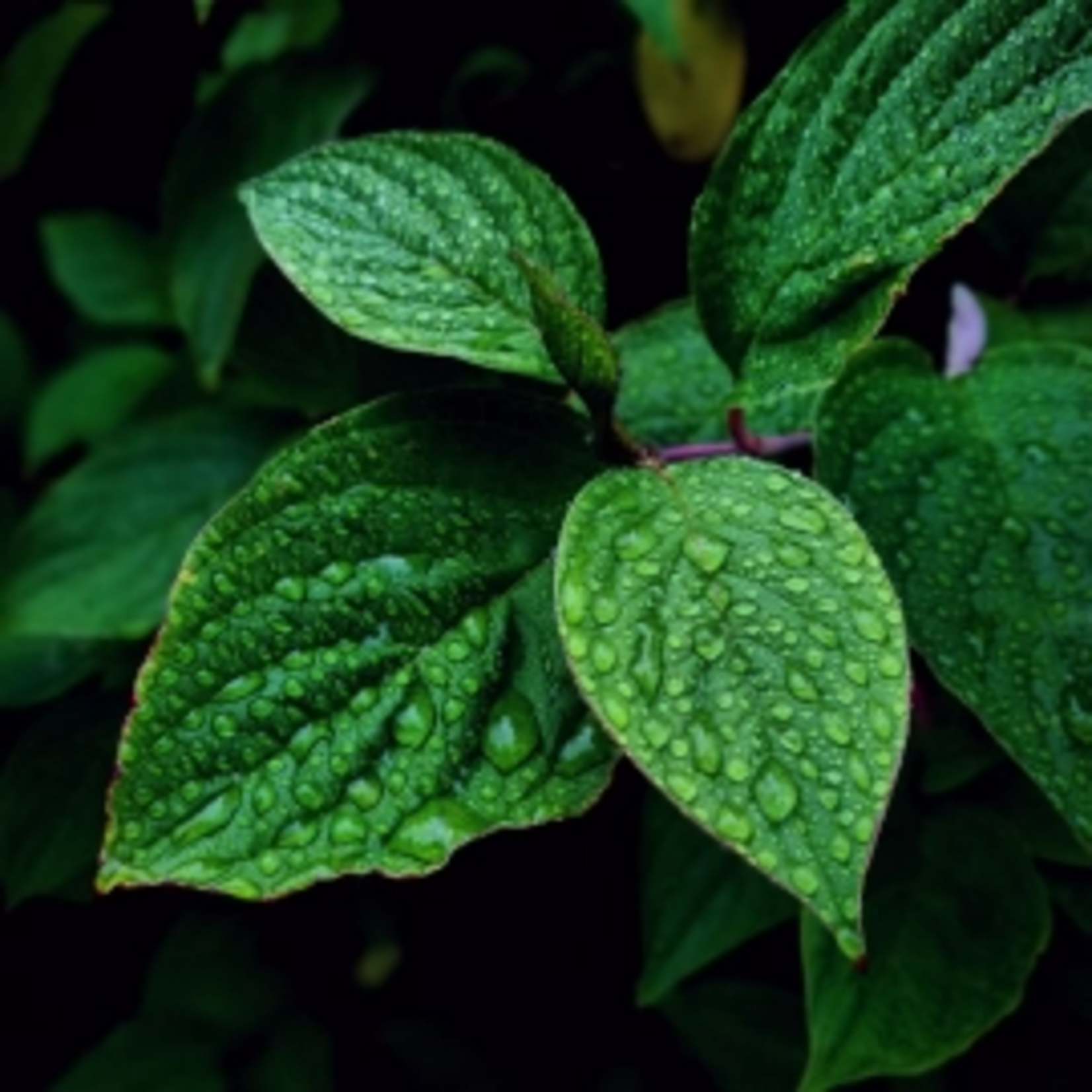 Geurkaars - Wild Mint - klein