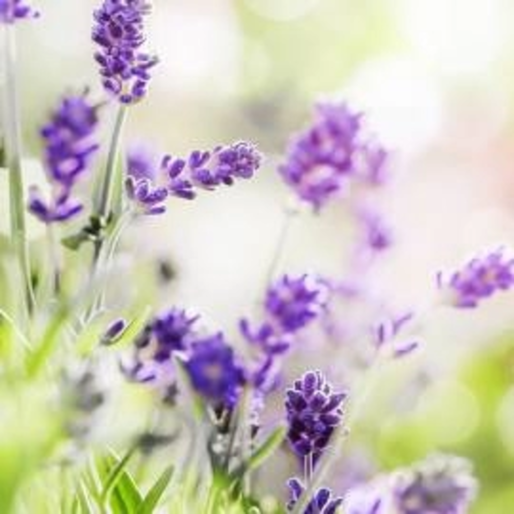 Duftkerze - Lavendel - braun