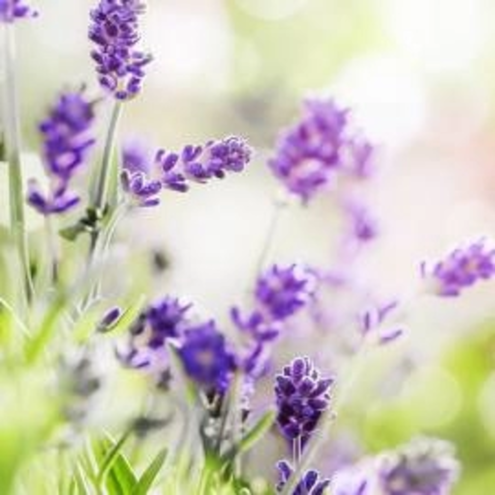 Geurkaars - Lavendel - groot