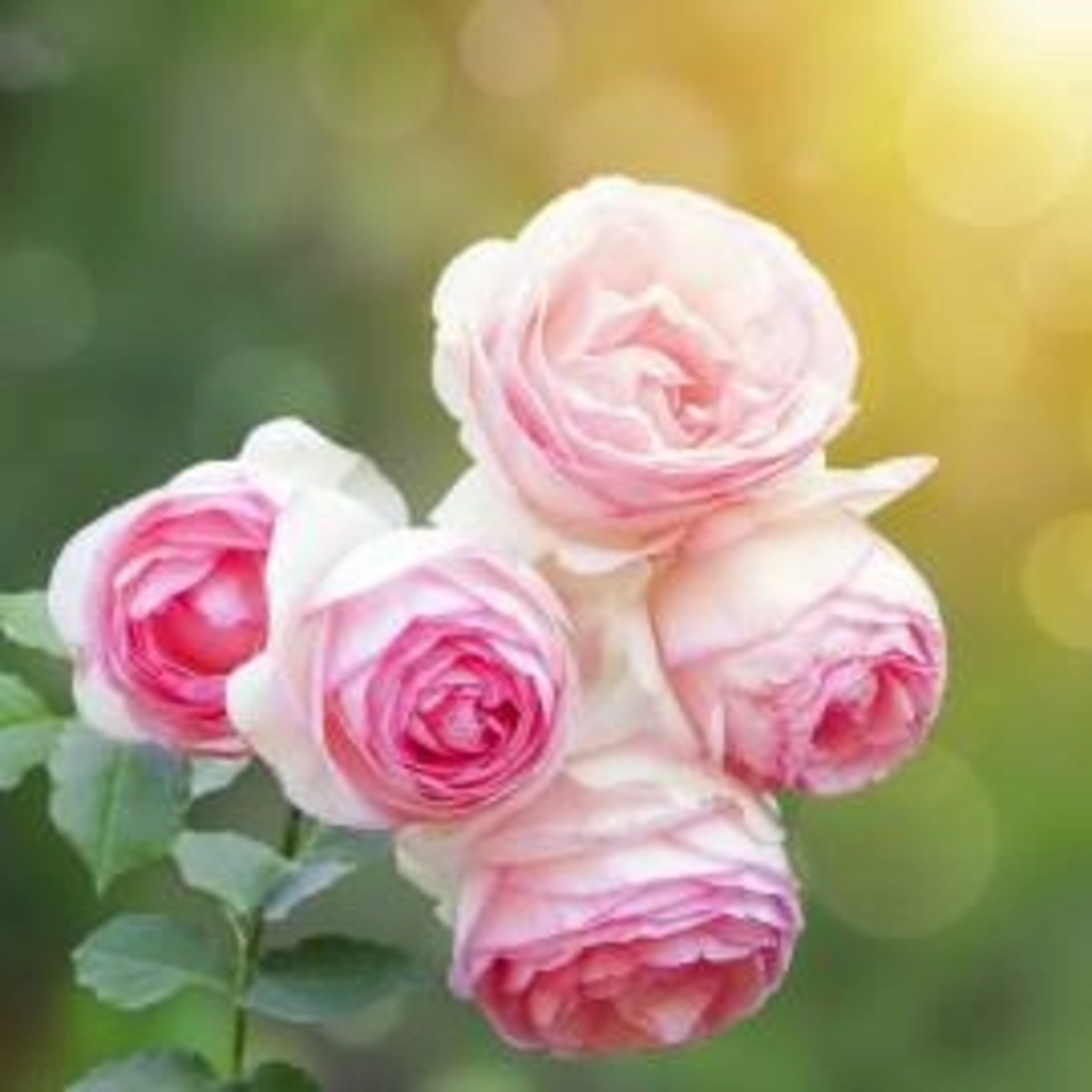 Duftkerze - Frische Rose- braun