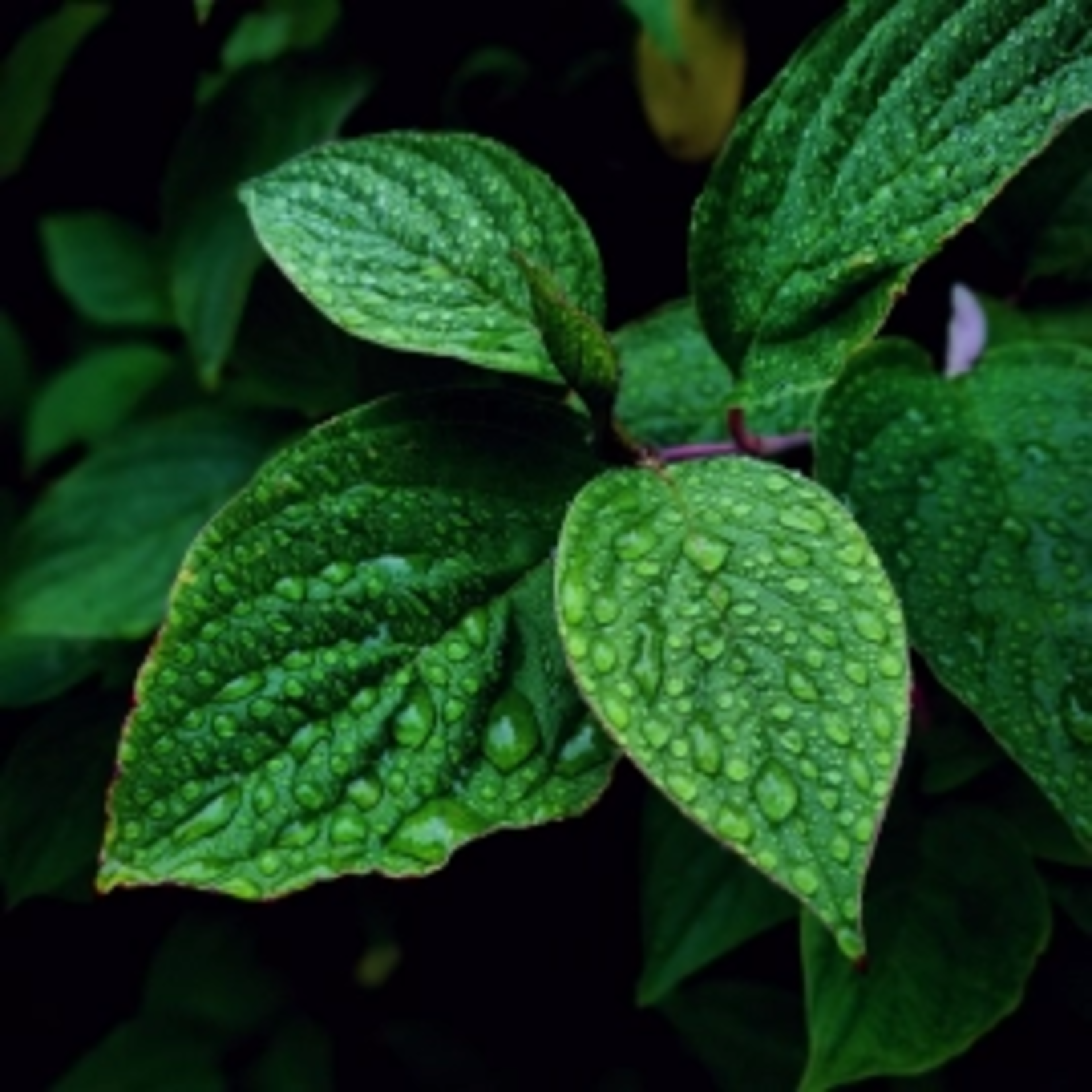 Geurkaars - Wild Mint - roze