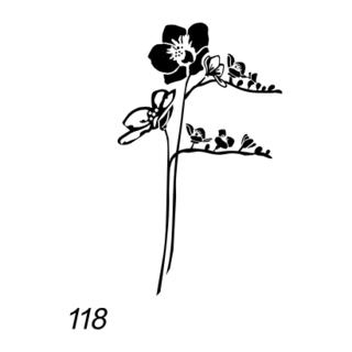 Grafsteenwinkel Afbeelding orchidee