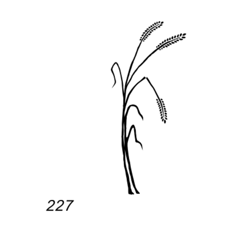 Grafsteenwinkel Afbeelding gebroken korenare voor op grafsteen