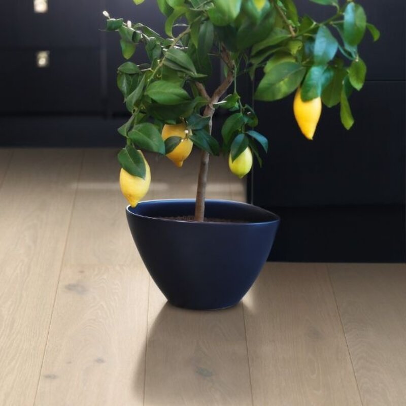 Lofoten Arctische Eik W1216-03572-3