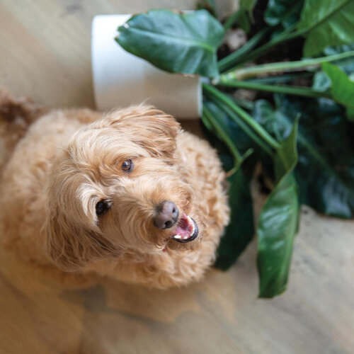 BerryAlloc Ocean+ Gyant Natural 62003076