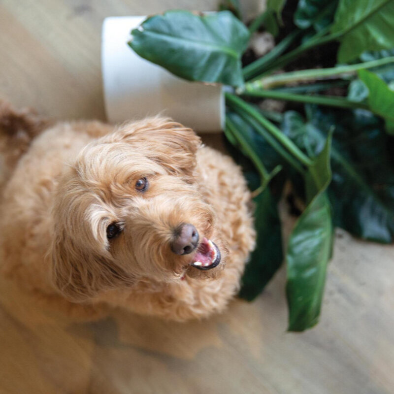 Ocean+ Gyant Natural 62003076