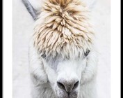 Alpaca