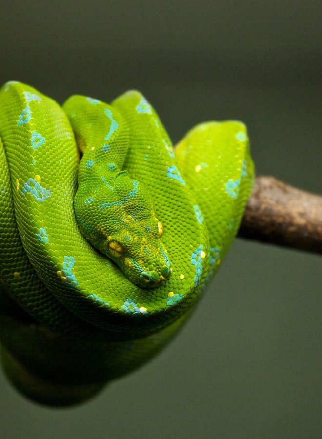 Green tree python