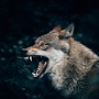 The big bad wolf