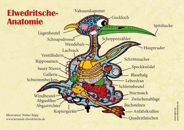 Poster Elwedritsche Anatomie - Dubbeglas Shop