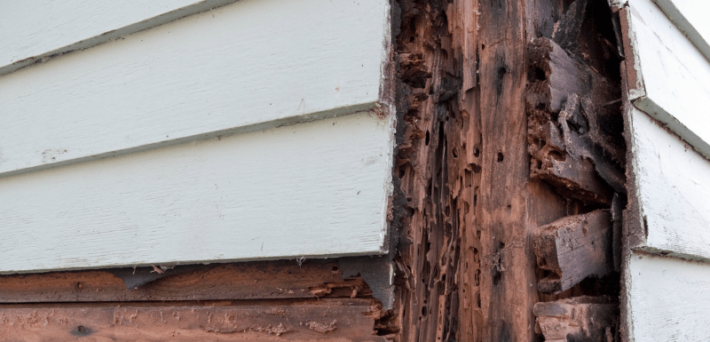 Wat is het beste product tegen houtrot? Wat is het beste product tegen houtrot?