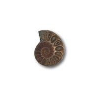 Zilveren ring met Ammoniet fossiel Zilveren ring met Ammoniet fossiel