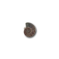 Ring met Ammoniet fossiel Ring met Ammoniet fossiel