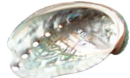Abalone shell