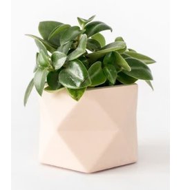 HOUSE RACCOON Palua Plantenpot – Medium – Roze d.5,5cm