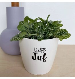 Sproetiz Bloempotje 'Liefste juf' - wit