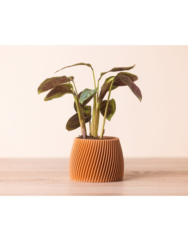 Copo Design Kleine bloempot in 3D print - hout en maïszetmeel - ceder