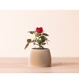 Copo Design Kleine bloempot in 3D print - hout en maïszetmeel - beige
