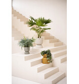 Handed by Basket Twist  - small -  ochre yellow