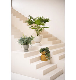 Handed by Basket Twist  - small -  ochre yellow