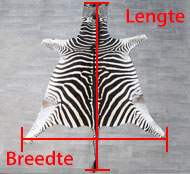 Measuring zebra skin (with tail)