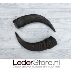 Water buffalo horns 45cm