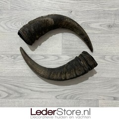 Waterbuffel hoorns 40cm
