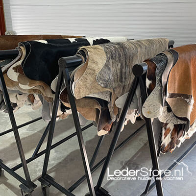 Shed inside cowhides on leather trestles